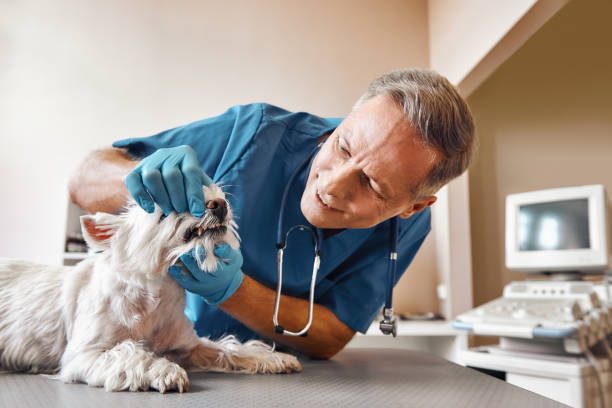 Trusted TX Emergency Dental Service Experts